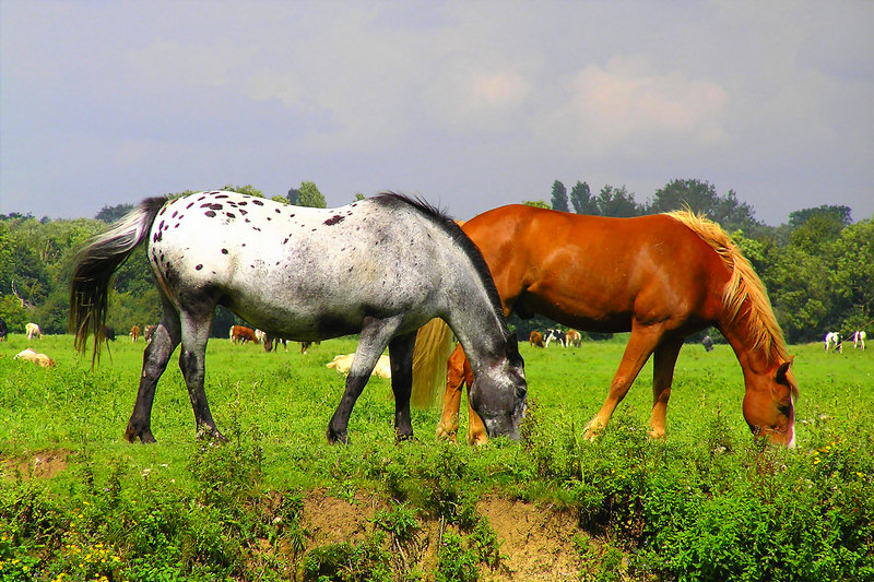 Eugene Gorny. Horses on Port Meadow