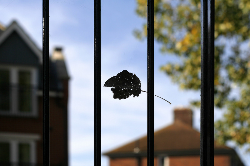 Eugene Gorny. Fallen Leaf